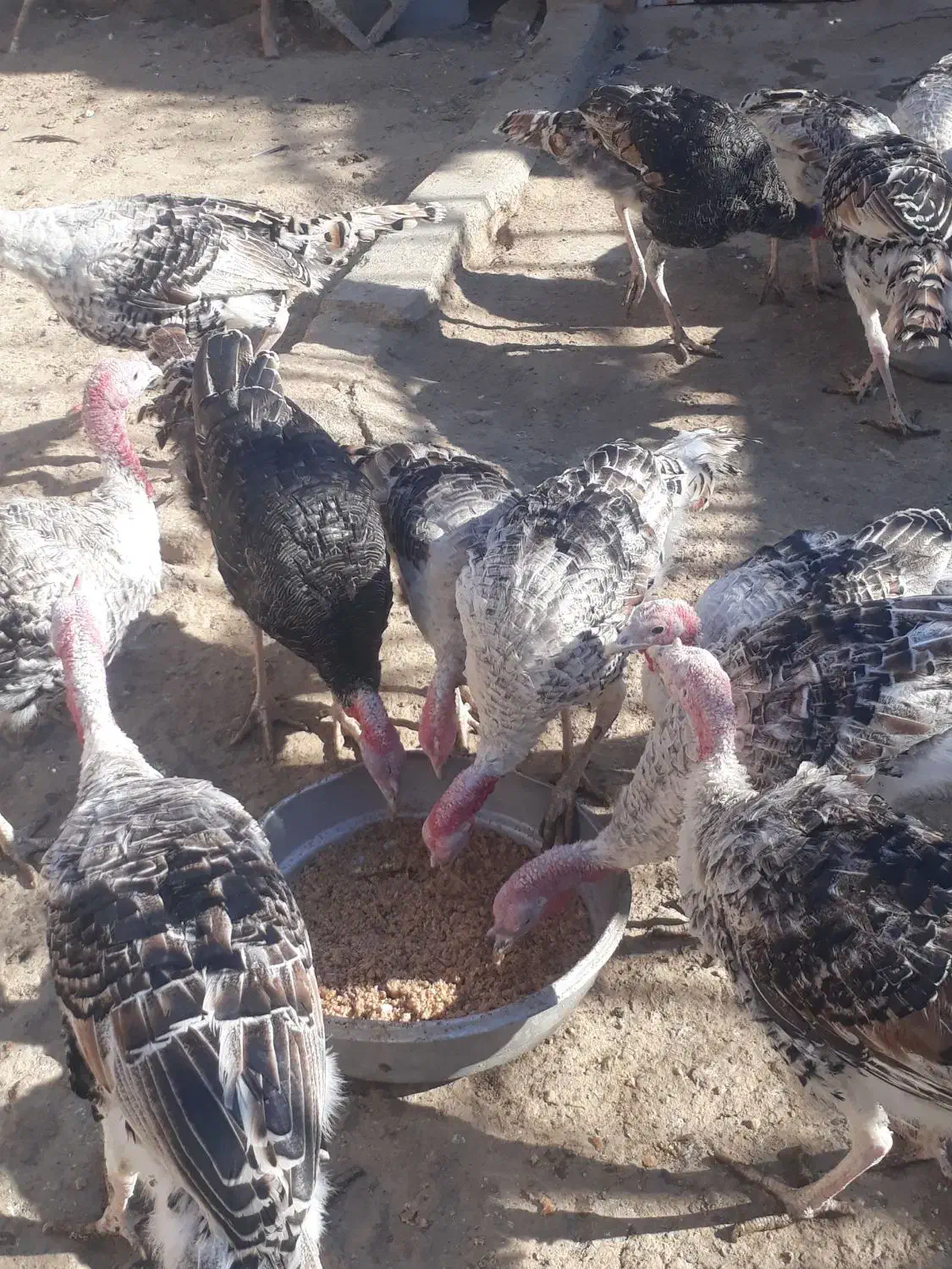 ۵۰عدد بقلمون جوانه محلی|حیوانات مزرعه|زهک, |دیوار