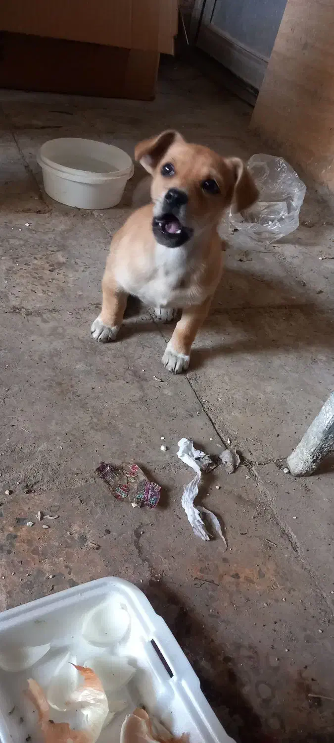 توله اشپیتزفقط ۱ملیون ودویست|سگ|دورود, |دیوار