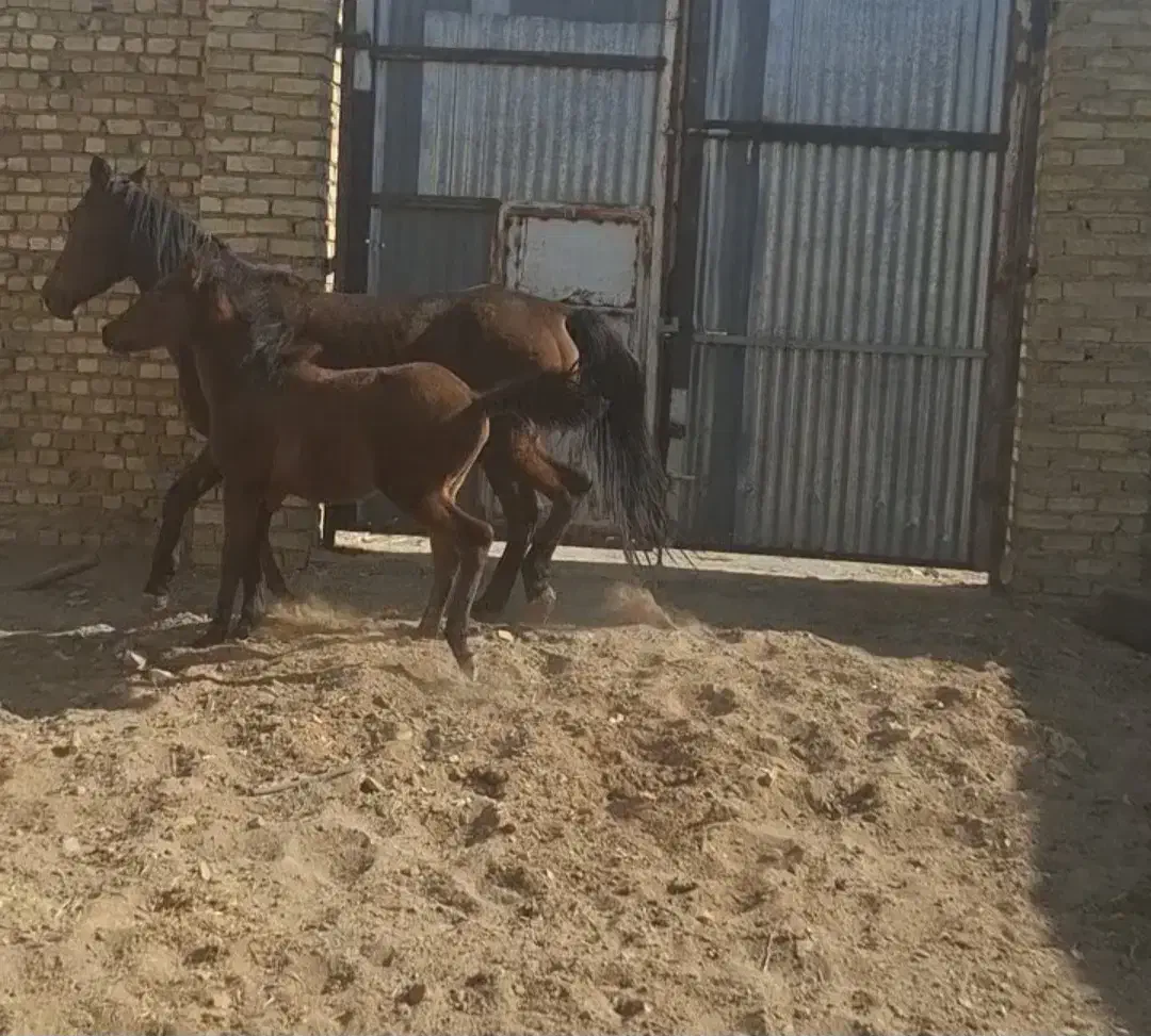 مادیون کرد با کره|اسب و تجهیزات اسب‌سواری|نظرآباد, نجم آباد|دیوار