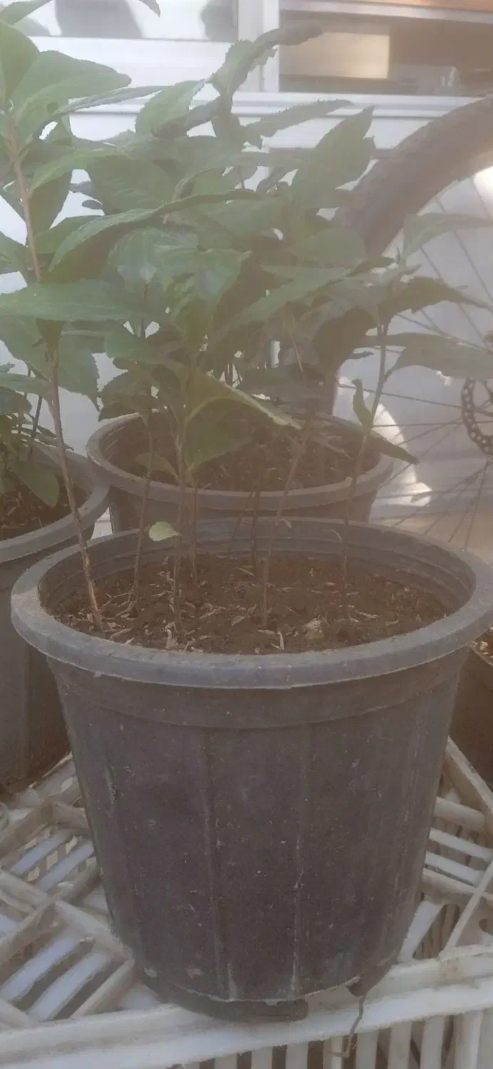 نهال یک ساله « چای »گلدانی|گل و گیاه طبیعی|املش, |دیوار