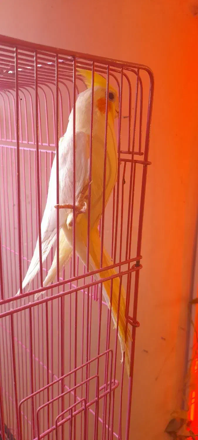 طوطی عروس باقفس|پرنده|رشت, سعدی (تختی)|دیوار