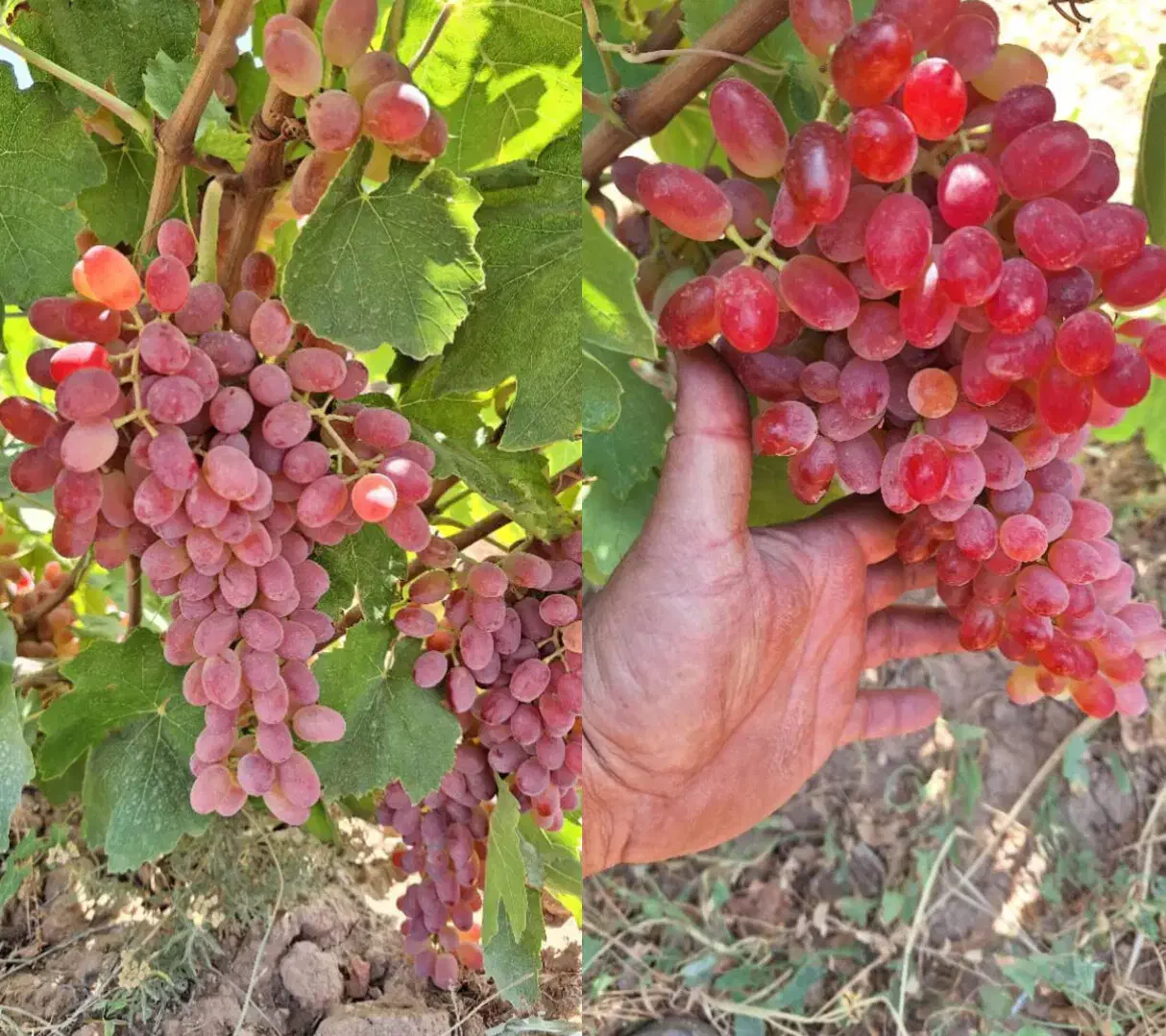 نهال تاکستان|گل و گیاه طبیعی|تاکستان, |دیوار