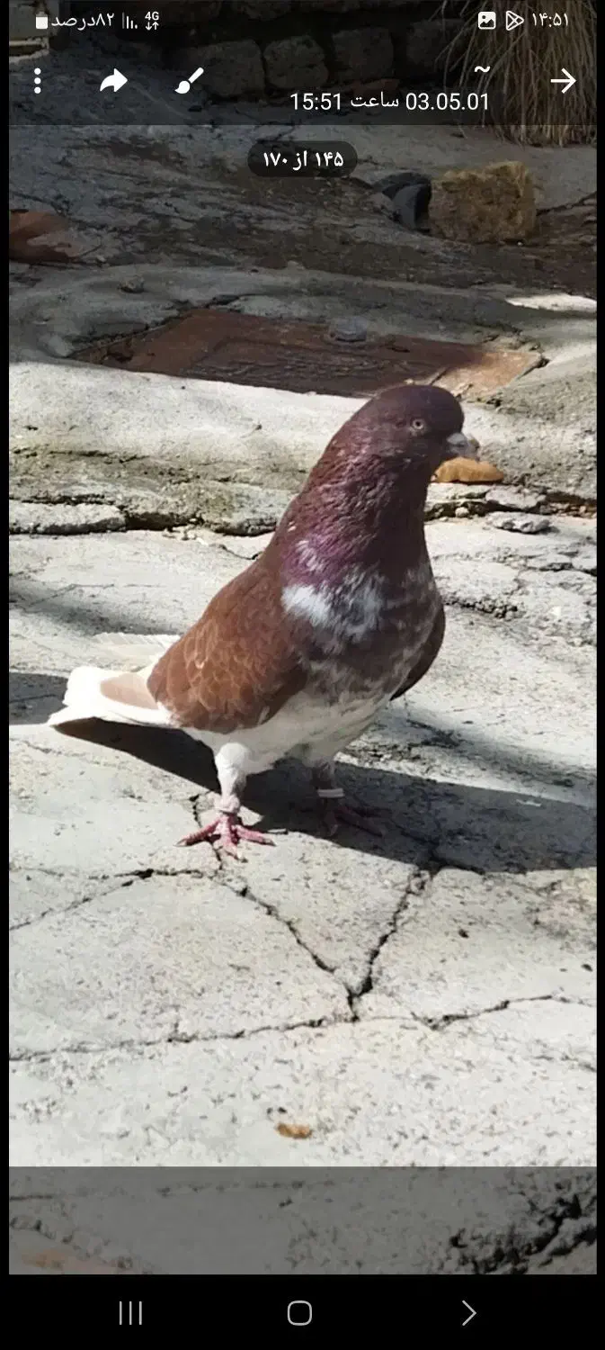 سرخ تهرانی ساعت بالا بعدظهری|پرنده|کوهدشت, |دیوار