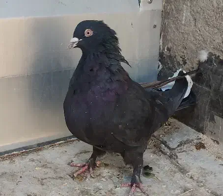 کبوتر|پرنده|شهرکرد, |دیوار