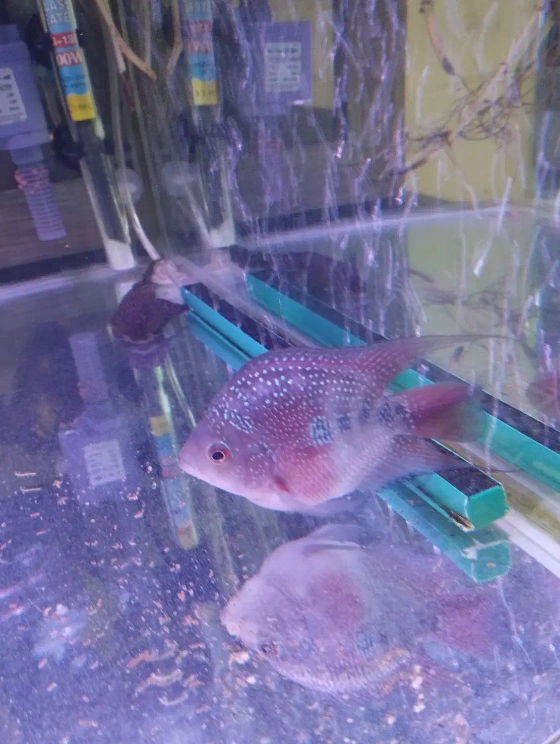 ماهی فلاور|ماهی|قدس, شهر‌قدس|دیوار