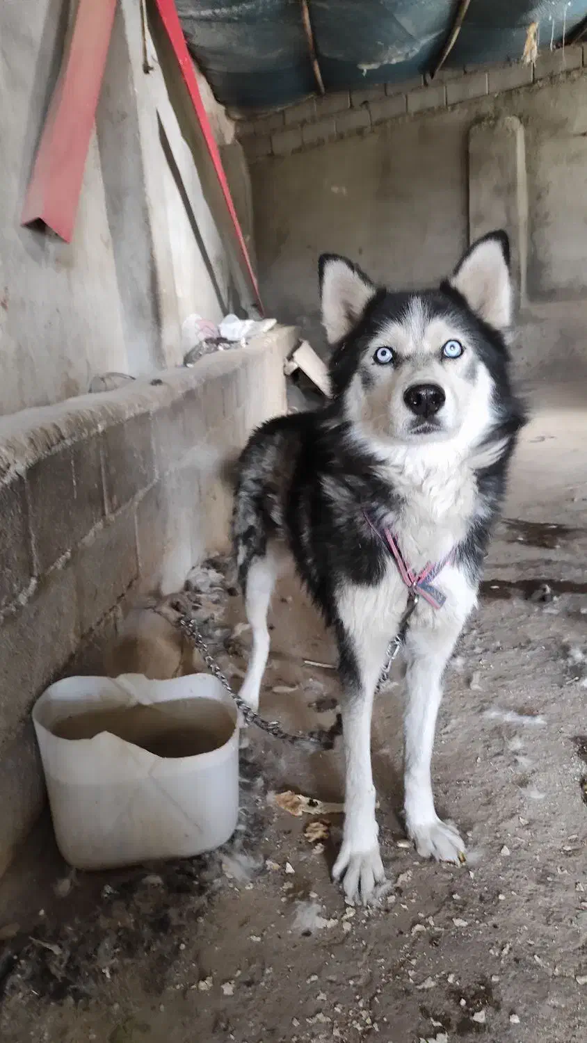 سگ هاسکی|سگ|بناب, |دیوار