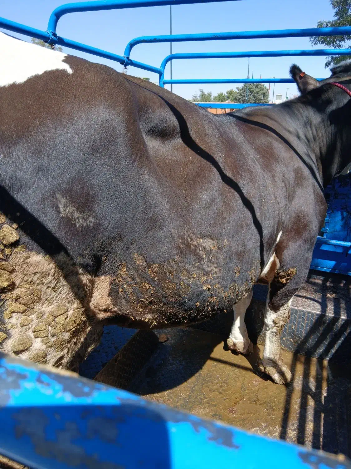 فروشخرید گاو گوساله تلیسه نوبر یک بار زا|حیوانات مزرعه|همدان, |دیوار