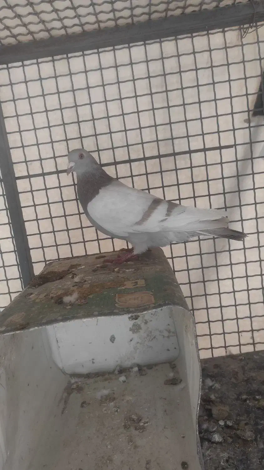 کفتر سوسنی زرد|پرنده|شیراز, امام حسین|دیوار