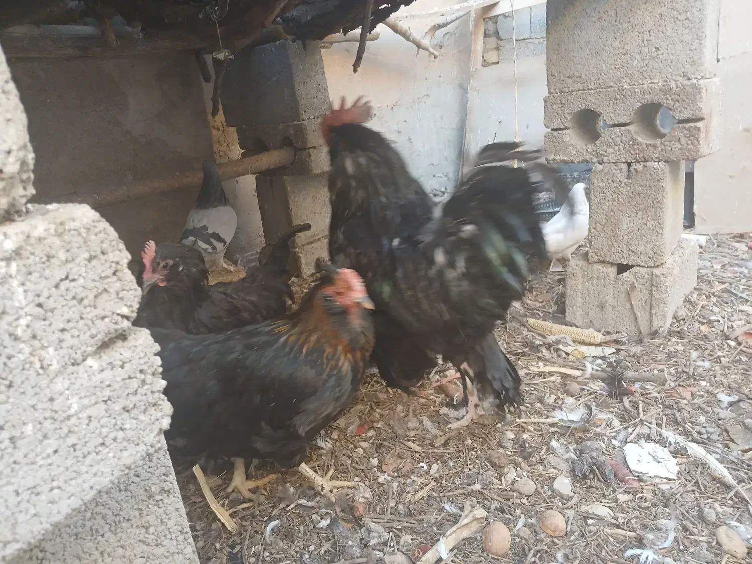 خروس مرندی|حیوانات مزرعه|نجف‌آباد, شیخ آباد|دیوار