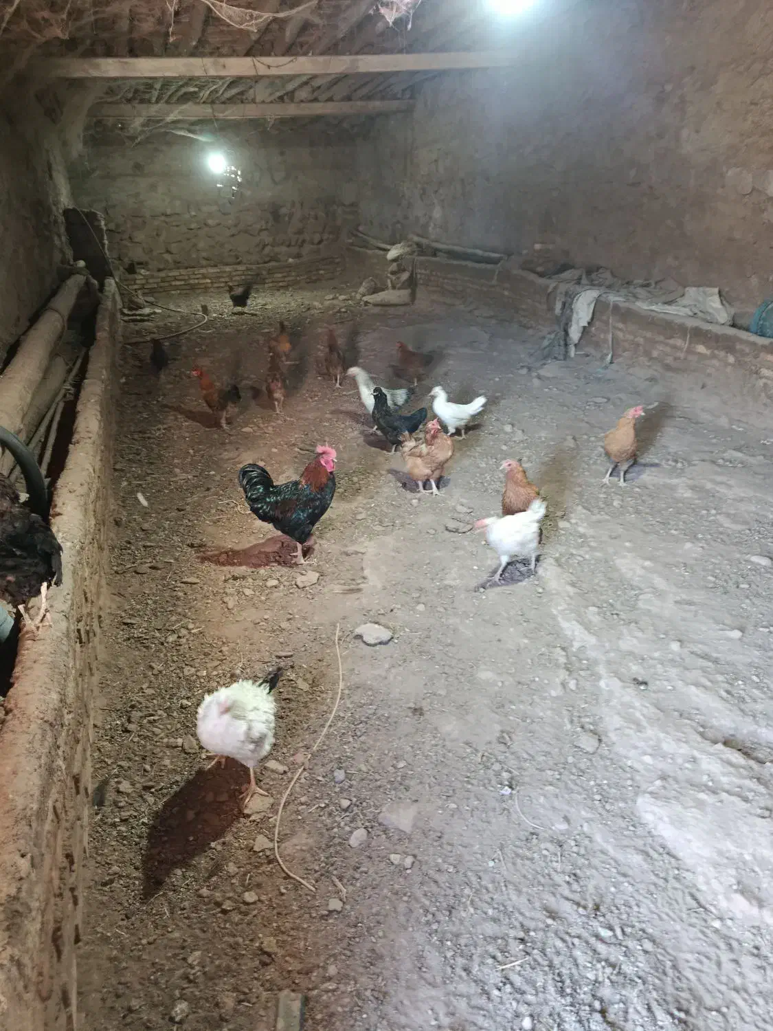 فروشی|حیوانات مزرعه|مرند, |دیوار