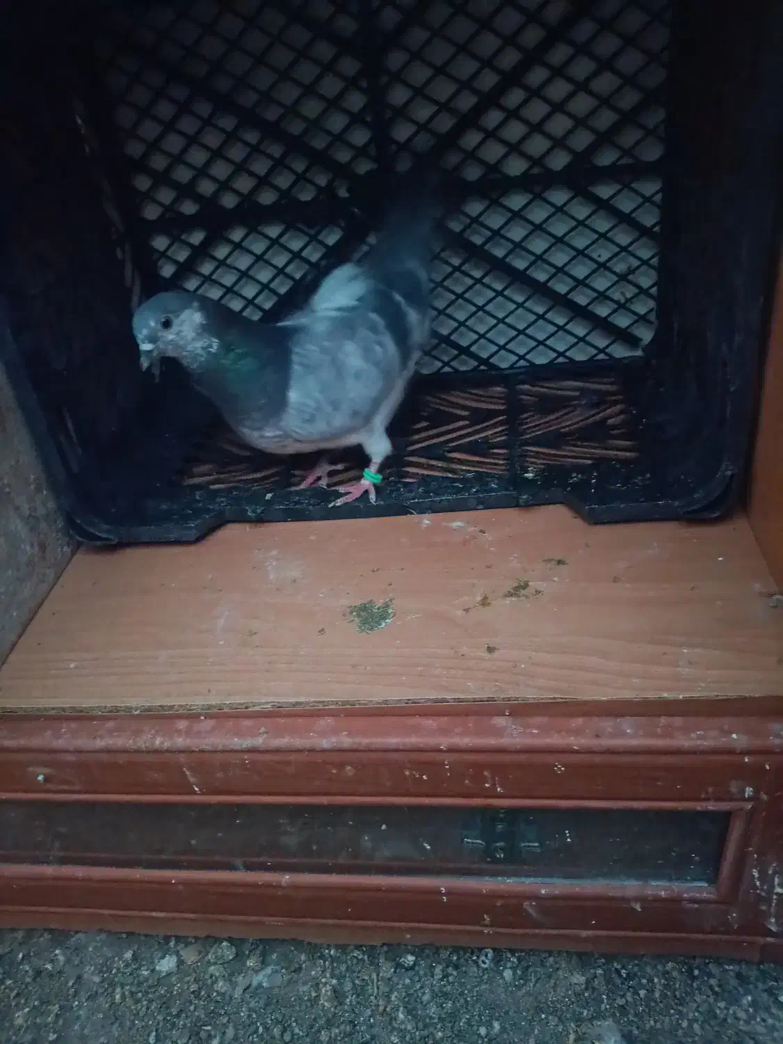 کفتر پرشی|پرنده|سیرجان, |دیوار