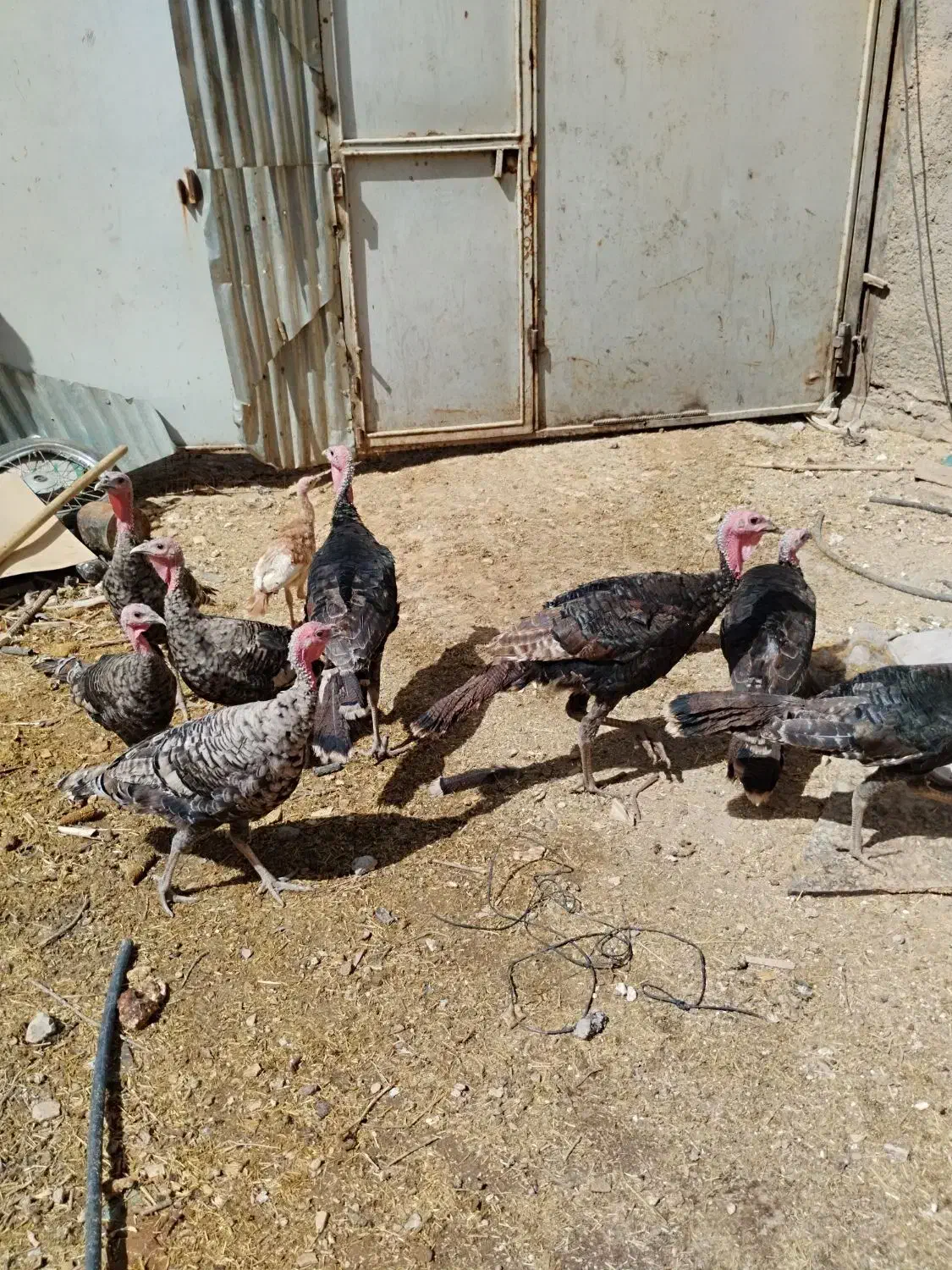 بوقلمون و مرغ خروس محلی واردک اسرائیلی خروس مشکی|حیوانات مزرعه|بومهن, |دیوار