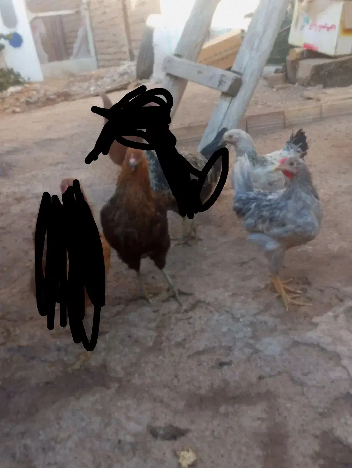 مرغو خروس و بوقلمون بیوتی 6 و غاز|حیوانات مزرعه|الوند, |دیوار