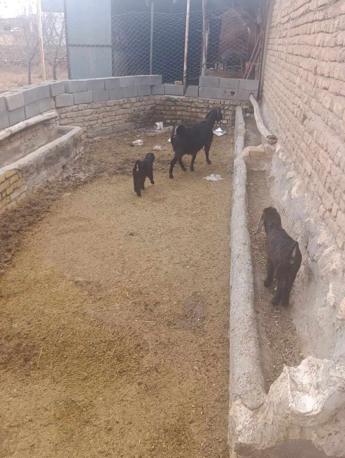 بز  گوسفند|حیوانات مزرعه|قیدار, |دیوار