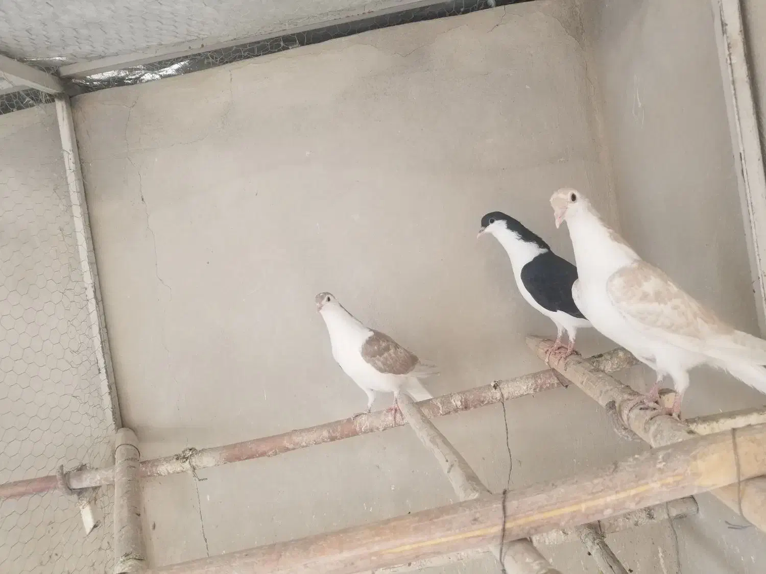 جوجه خوشرنگ|پرنده|خمینی‌شهر, |دیوار