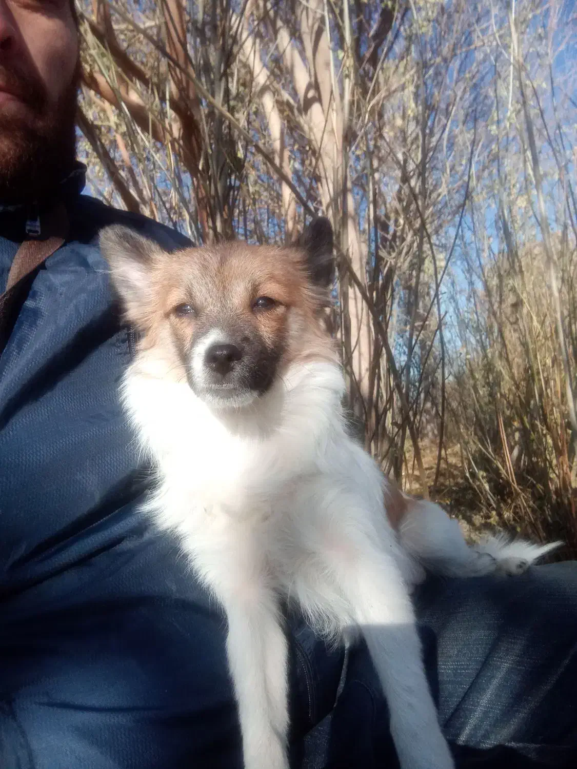 گمشده این سگ|حیوانات|همدان, |دیوار