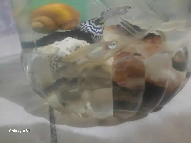 ماهی گوپی|ماهی|تهران, اوقاف|دیوار