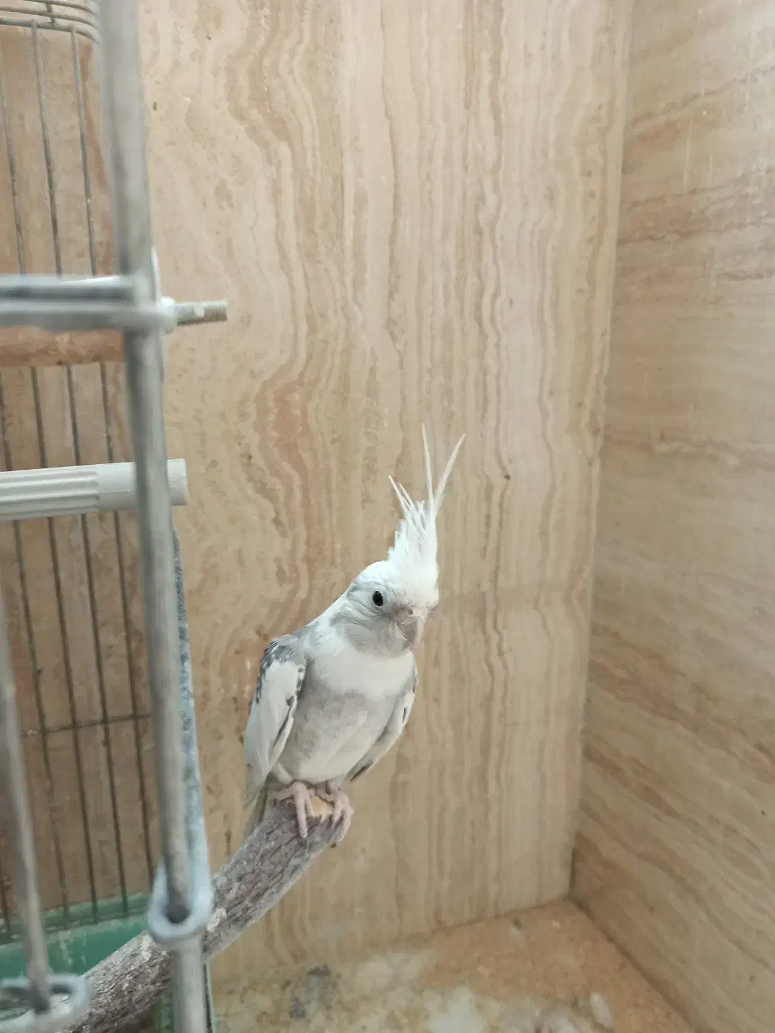 نر و ماده و جفت مولد صد درصد سالم و باکیفیت|پرنده|قم, سالاریه|دیوار