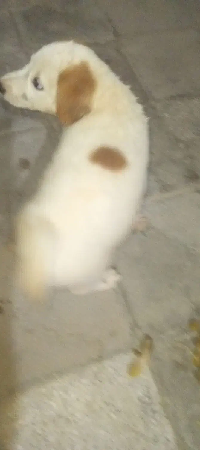 واگذاری توله سگ نر|سگ|خرمشهر, |دیوار