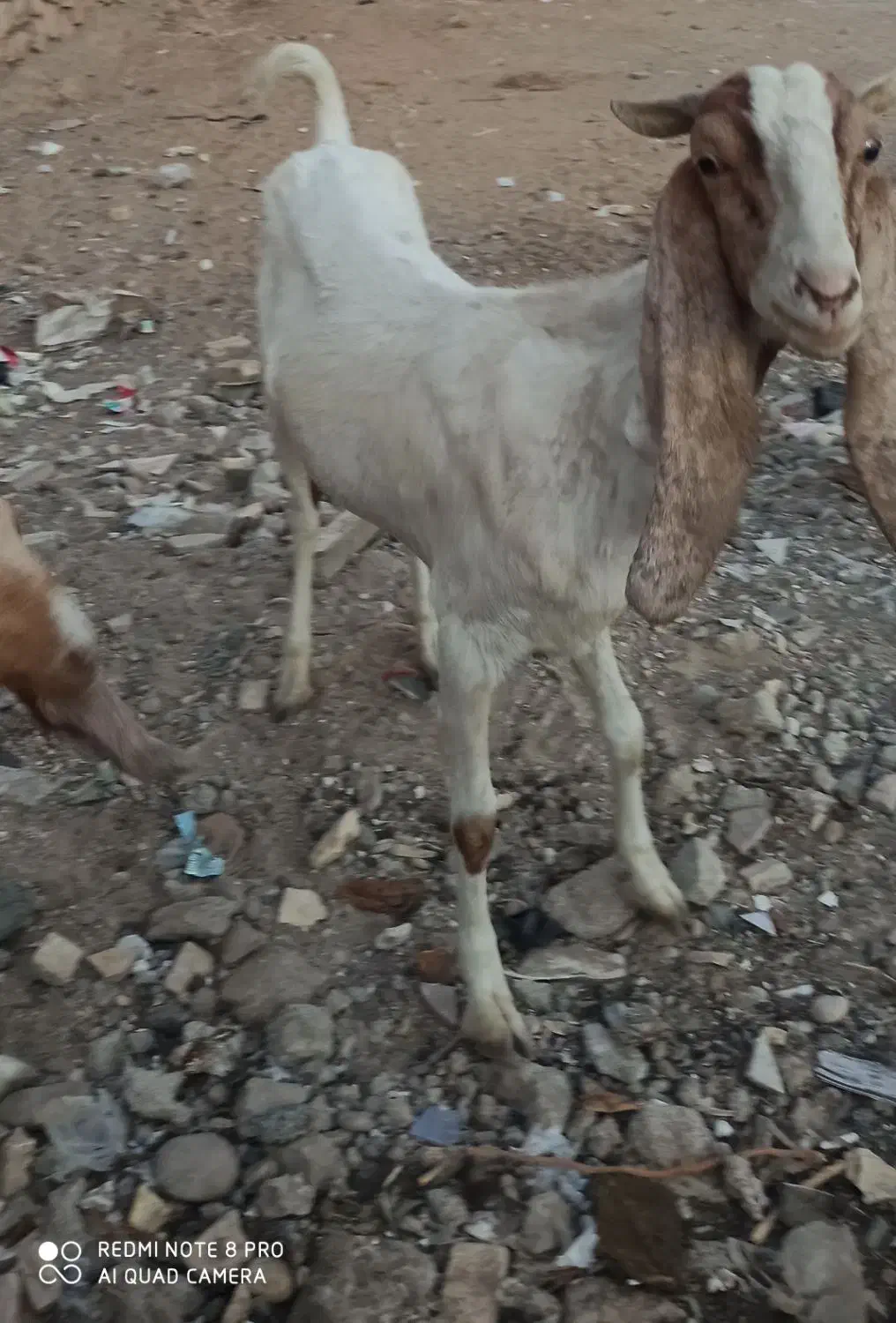 حیوانات مزرعه|حیوانات مزرعه|امیدیه, |دیوار