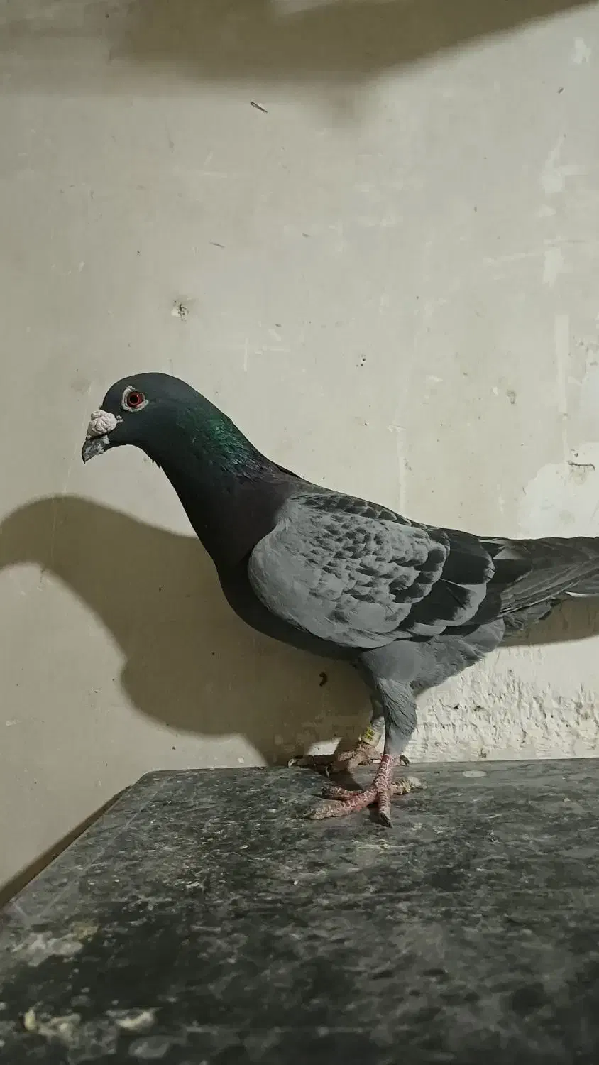 سبز پولک|پرنده|مشهد, کوشش|دیوار