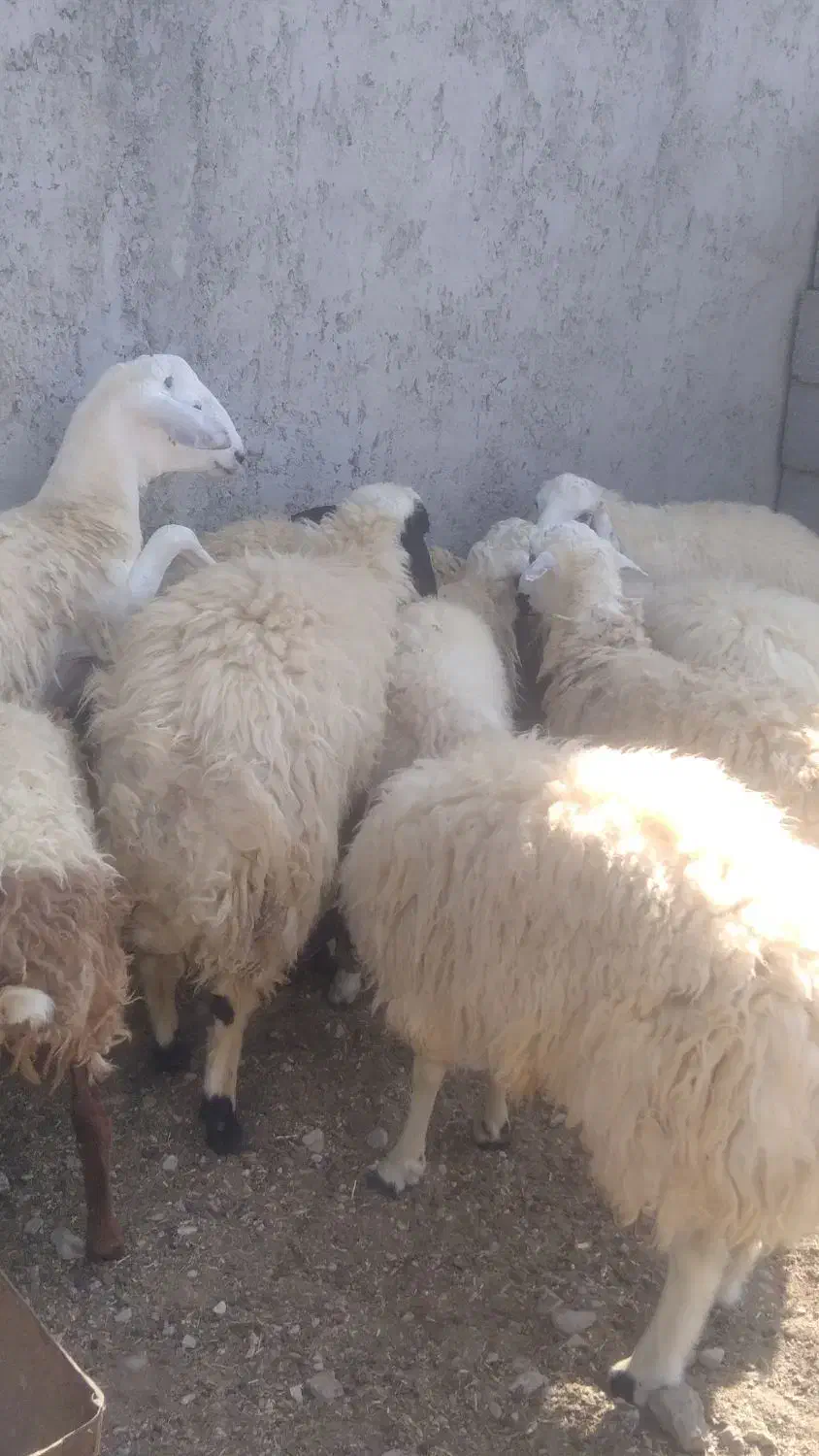 بره نر|حیوانات مزرعه|بندرعباس, |دیوار