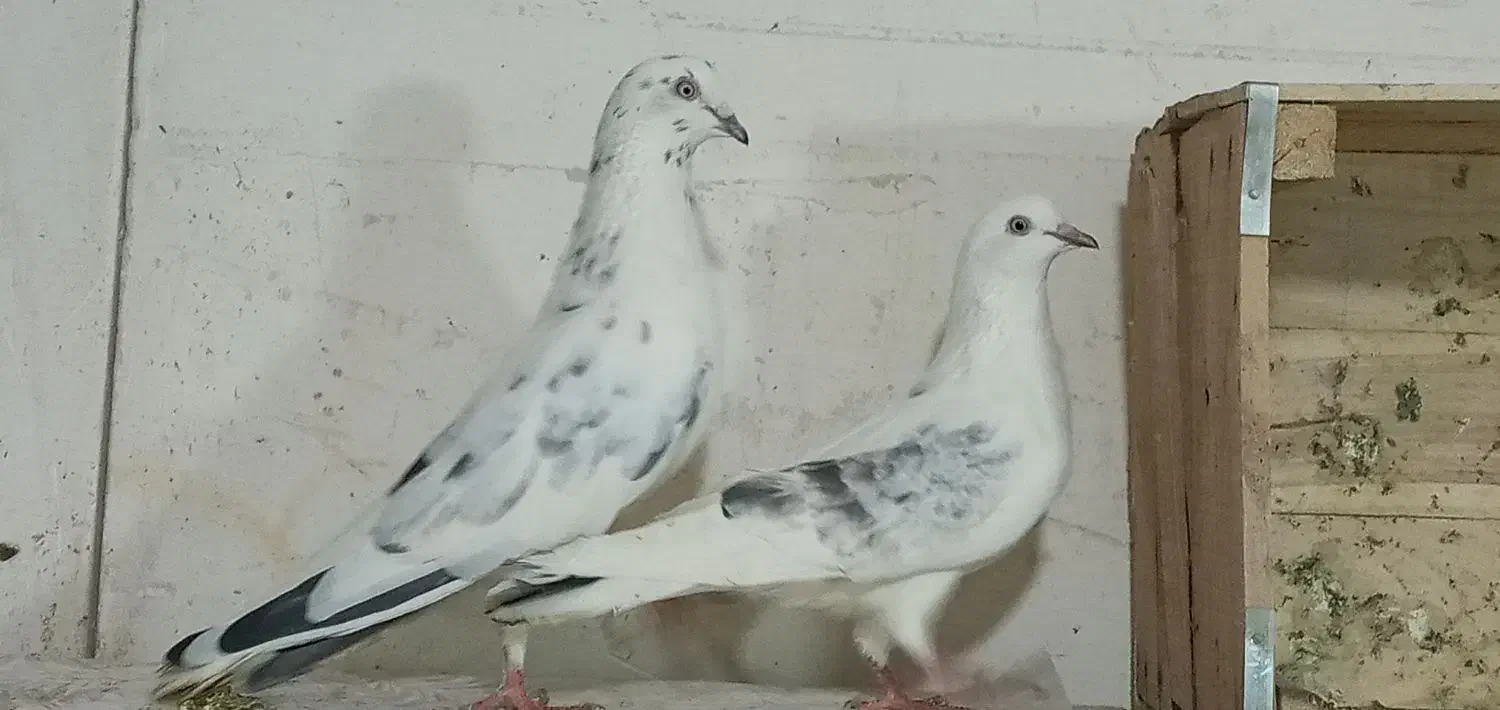 کبوتر پرشی|پرنده|تهران, کیانشهر|دیوار