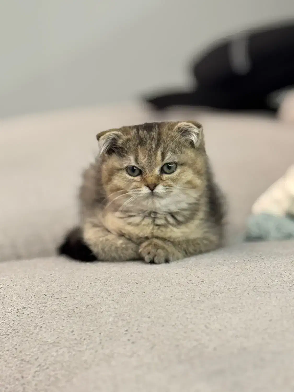 گربه اسکاتیش تبی فولد|گربه|شیراز, زرهی|دیوار