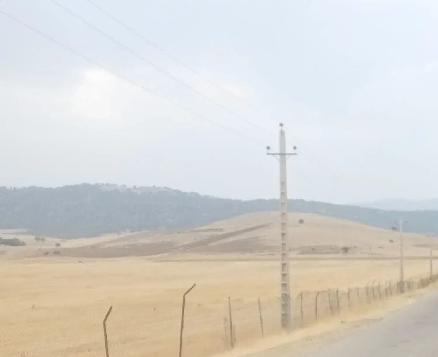 گندم دیم آذر۲درجه یک|عمدهفروشی|پاپی, |دیوار