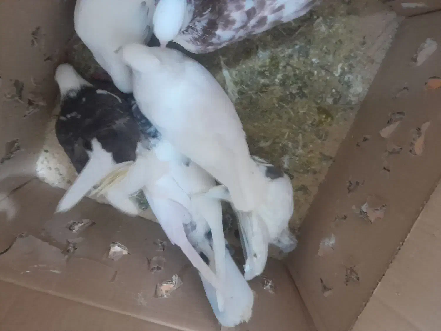 کفتر|پرنده|اشترینان, |دیوار