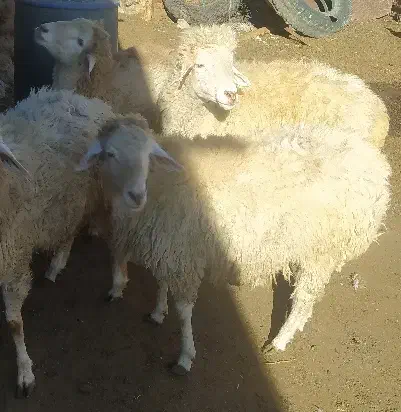 توغلی نر دامازیق|حیوانات مزرعه|سرعین, |دیوار