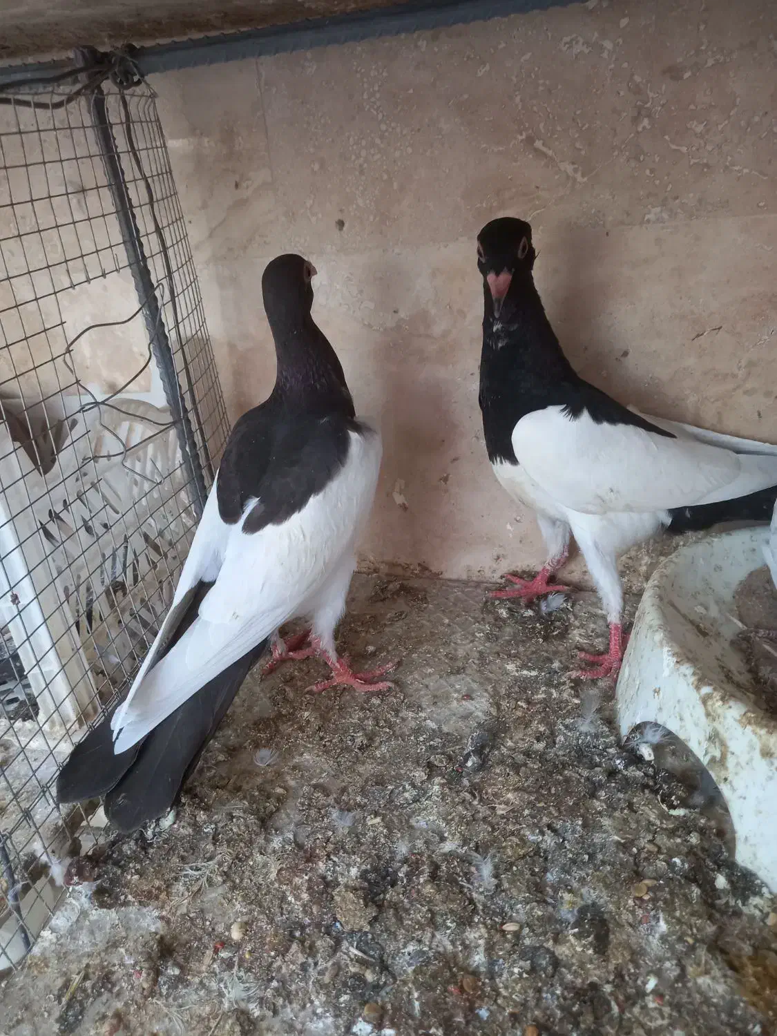 کفتر|پرنده|قائن, |دیوار