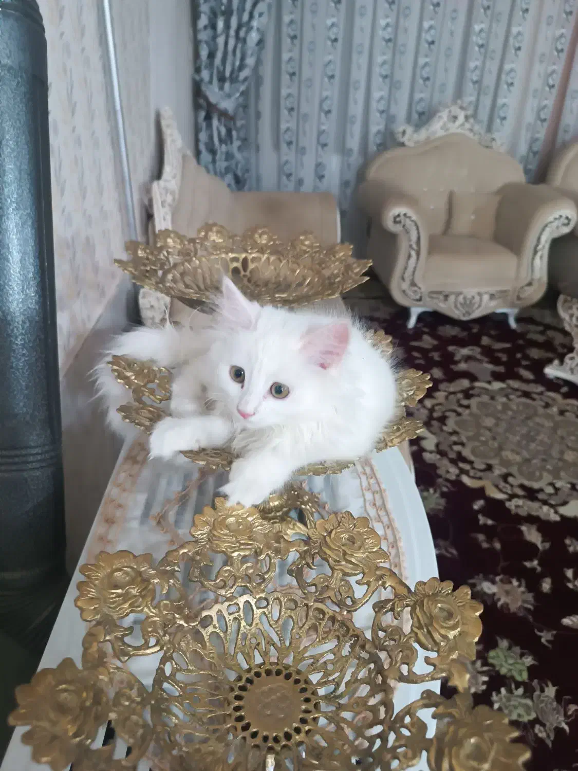 گربه خونگی|گربه|بجستان, |دیوار