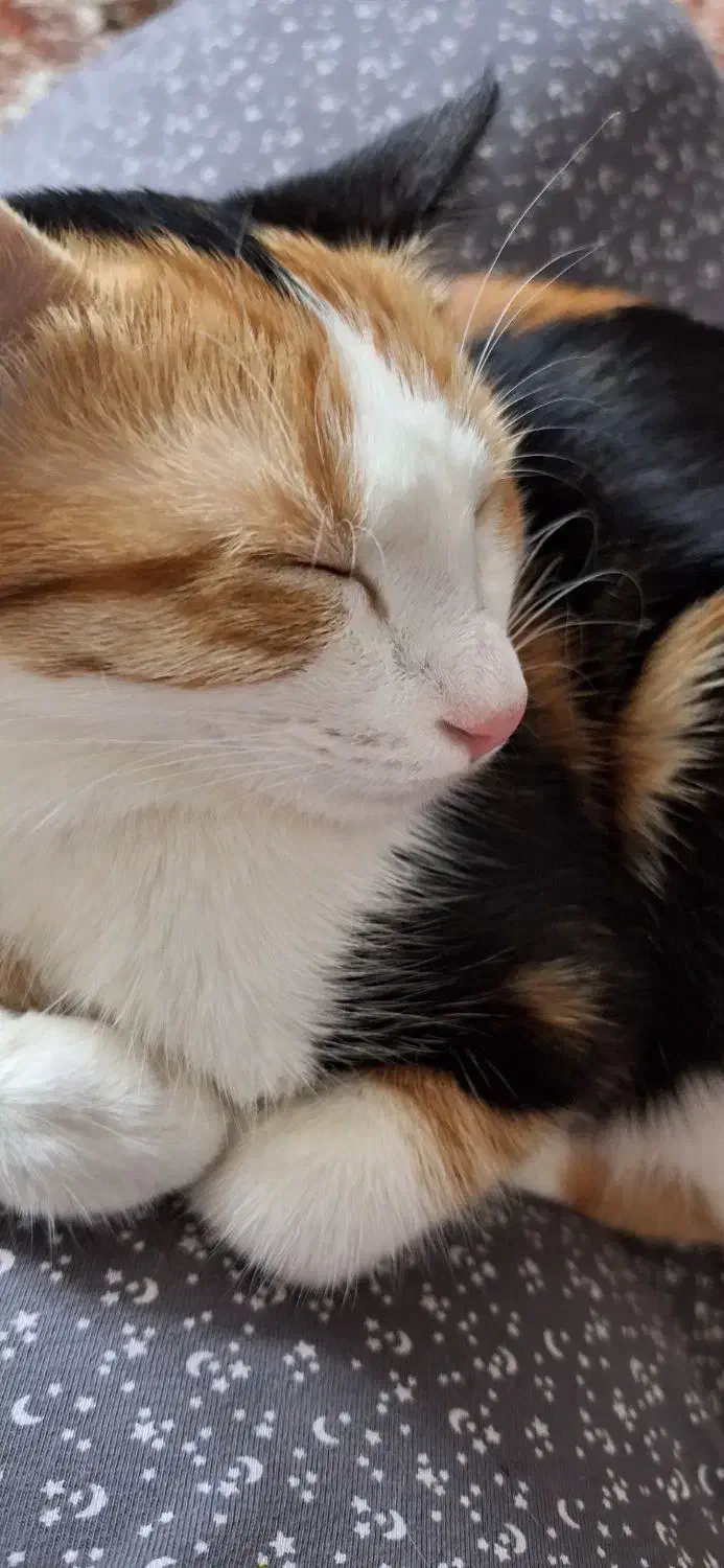 گربه عقیم شده ماده|گربه|برخوار, |دیوار