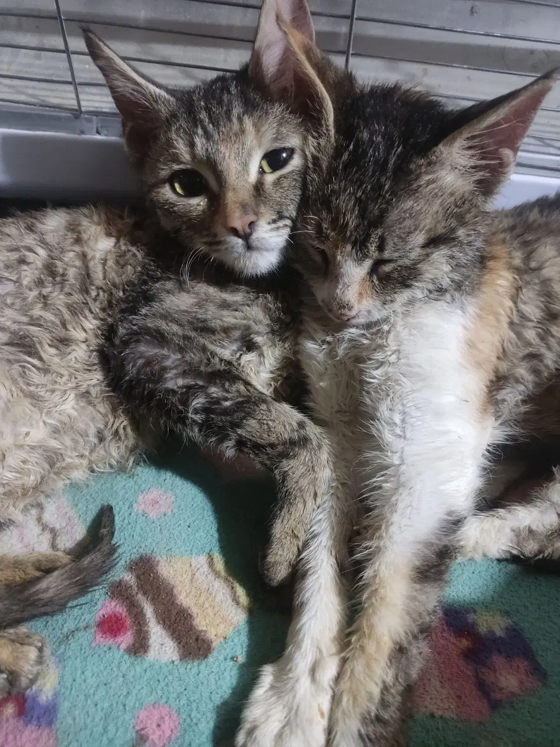 گوربه سالم|گربه|سراوان, |دیوار