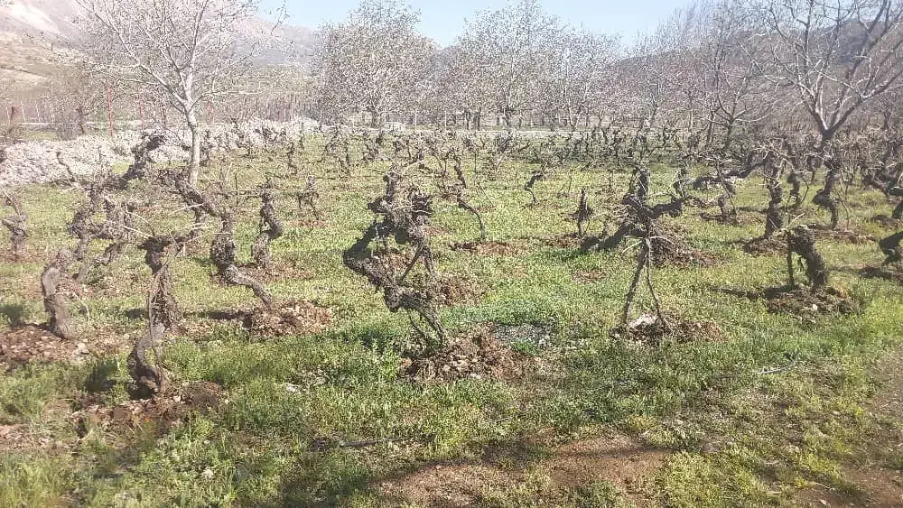 فروش باغ|فروش دفتر صنعتی، کشاورزی، تجاری|سیسخت, |دیوار