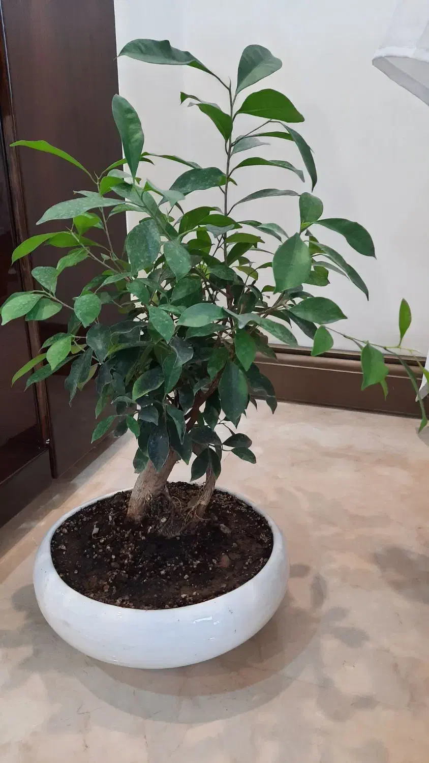 گل گیاه بن سای بنسای فیکوس|گل و گیاه طبیعی|پردیس, فاز ۲|دیوار