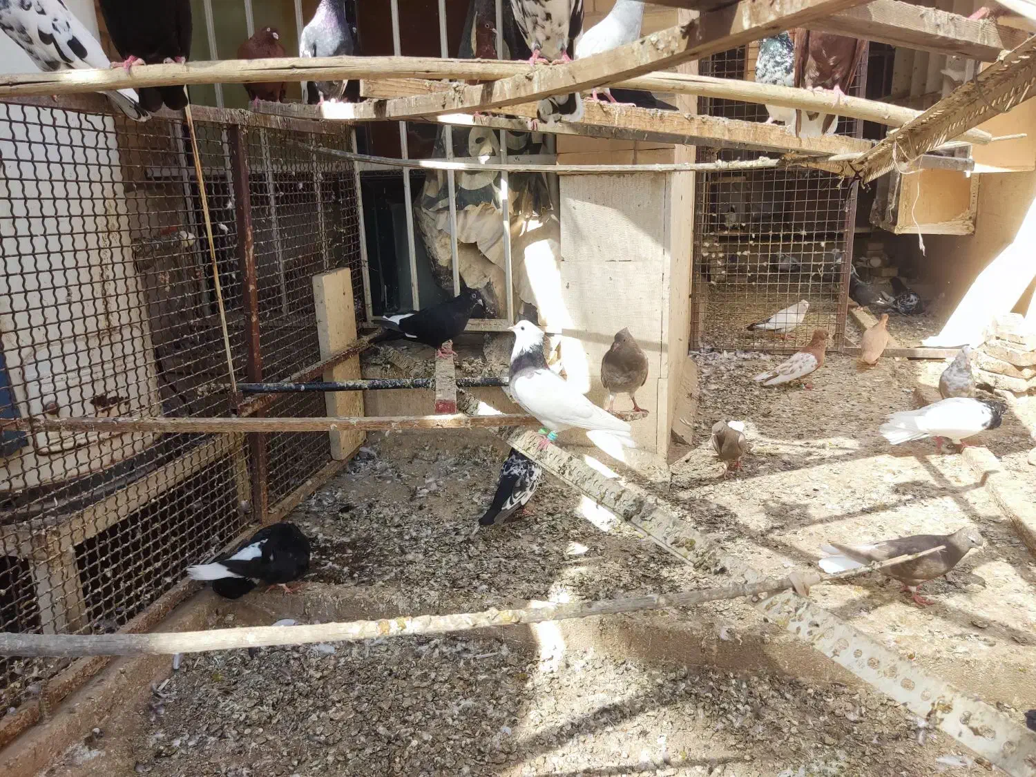 کبوتر رنگی|پرنده|اهواز, شهرک حفاری|دیوار