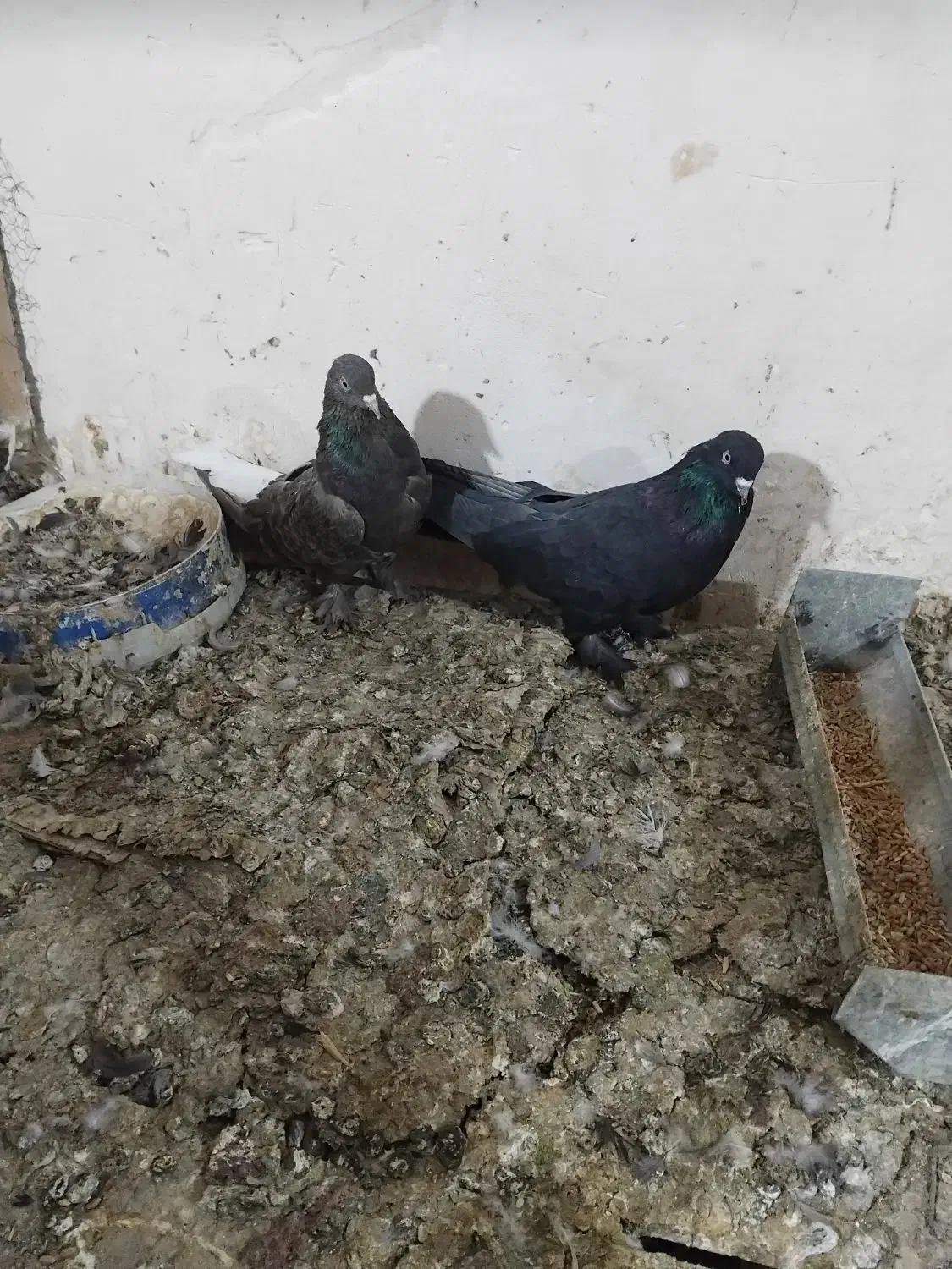 کبوتر پور اصفهان|پرنده|نجفآباد, شهدای غربی|دیوار