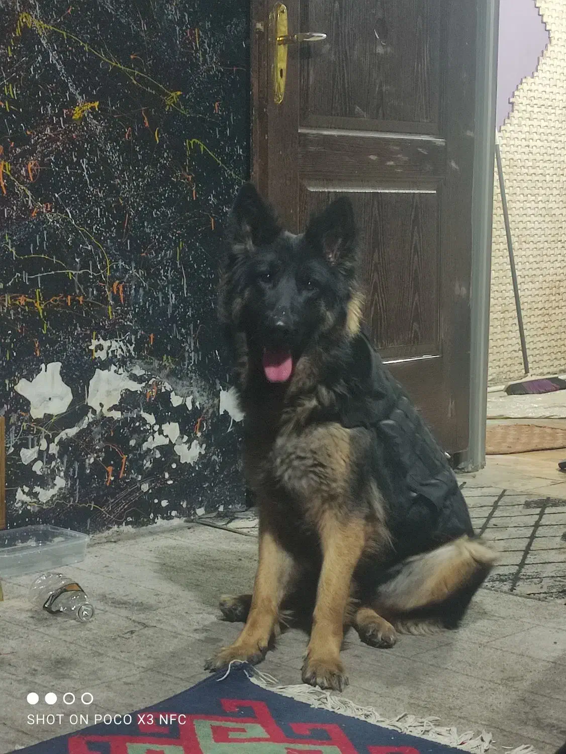 واگذاری سگ ژرمن|سگ|باقرشهر, |دیوار