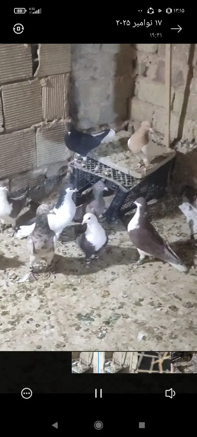 12تاحیون ضربه وزیبا|پرنده|عطاملک, |دیوار