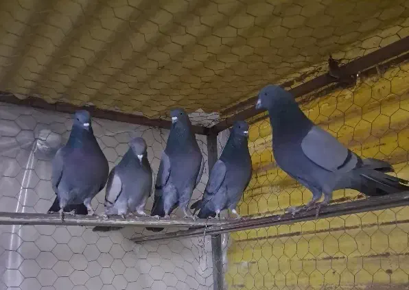 کفتر یک نسل کبوتر|پرنده|قرچک, زیبا شهر|دیوار