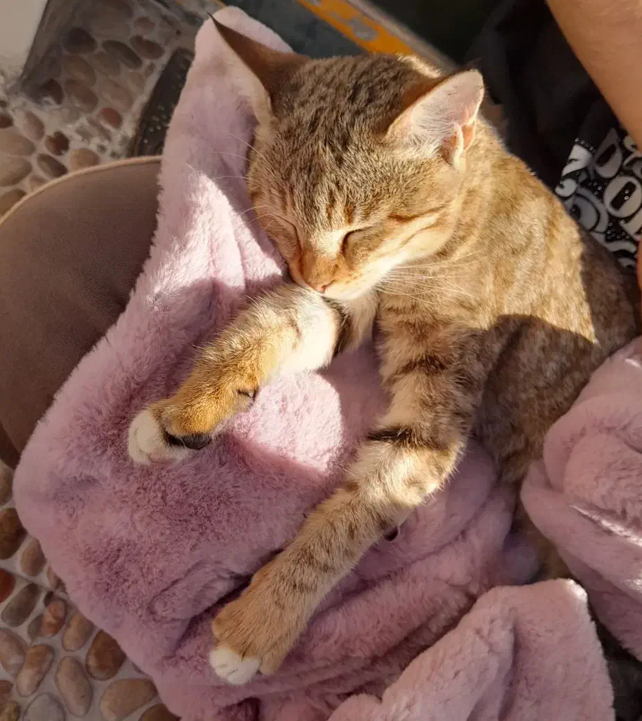 واگذاری گربه|گربه|منجیل, |دیوار