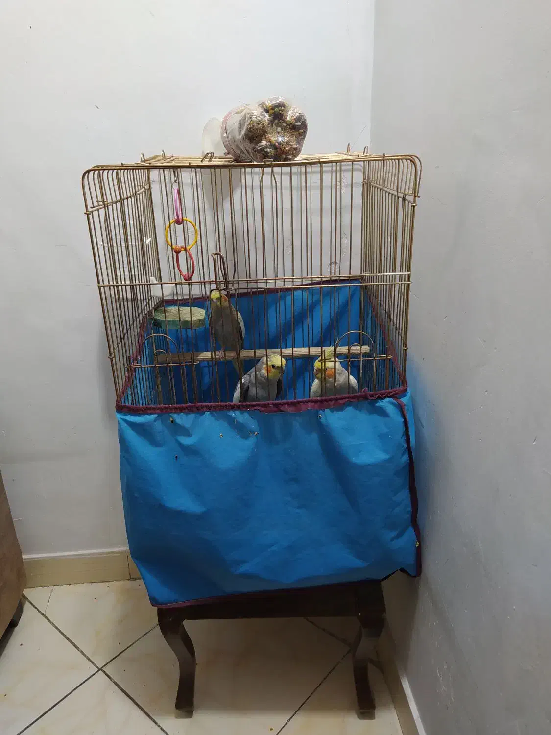 عروس هلندی فرشی|پرنده|فشم, |دیوار