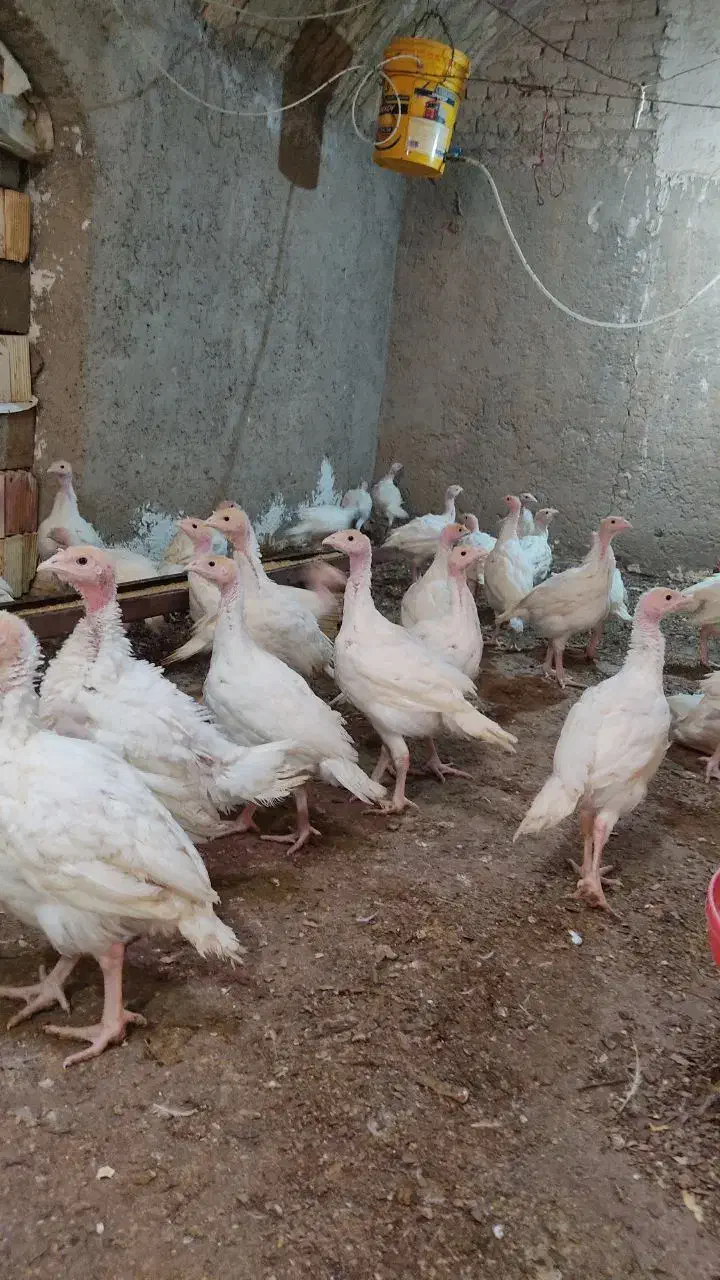 بوقلمون بیوتی ۶گوشتی|حیوانات مزرعه|طبس, |دیوار