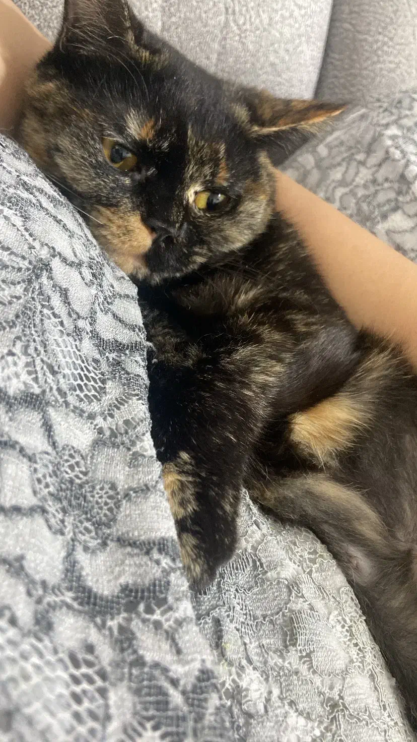 گربه ماده|گربه|بندرعباس, |دیوار