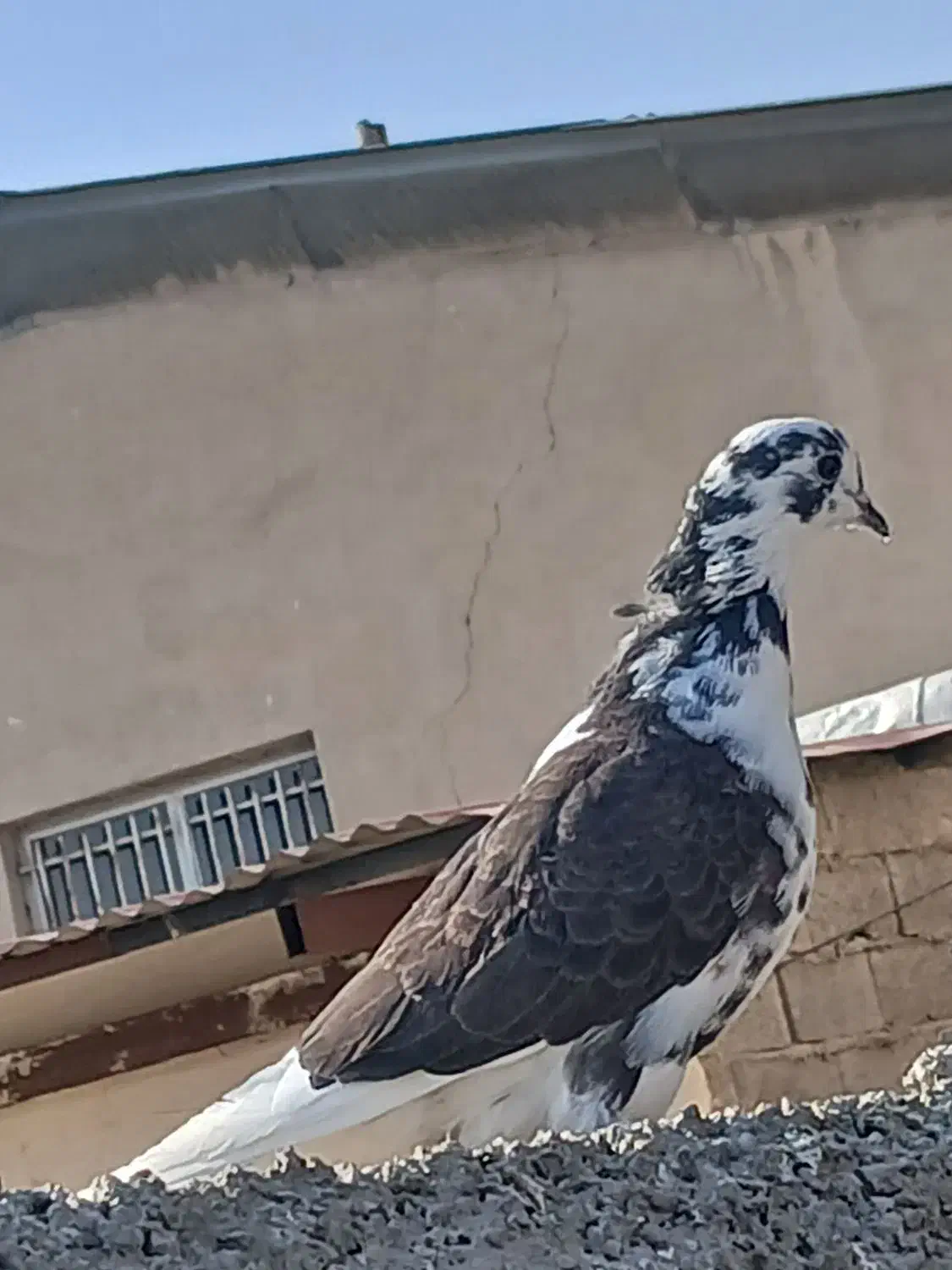 کفتر. فروشی ماده|پرنده|بومهن, |دیوار