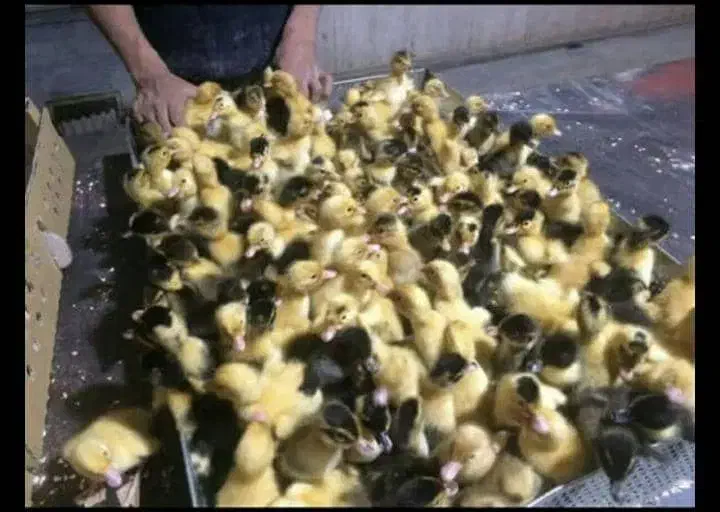 جوجه یک روزه اردک پکنی و گلپایگانی|حیوانات مزرعه|آمل, |دیوار