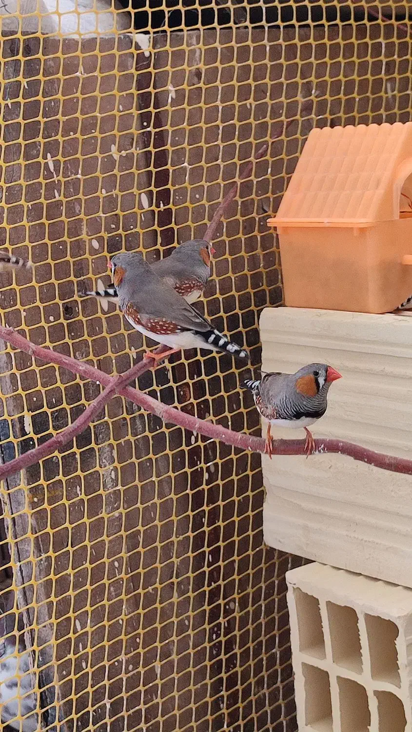 فنچ ماده اماده سالم و سرحال|پرنده|لالجین, |دیوار