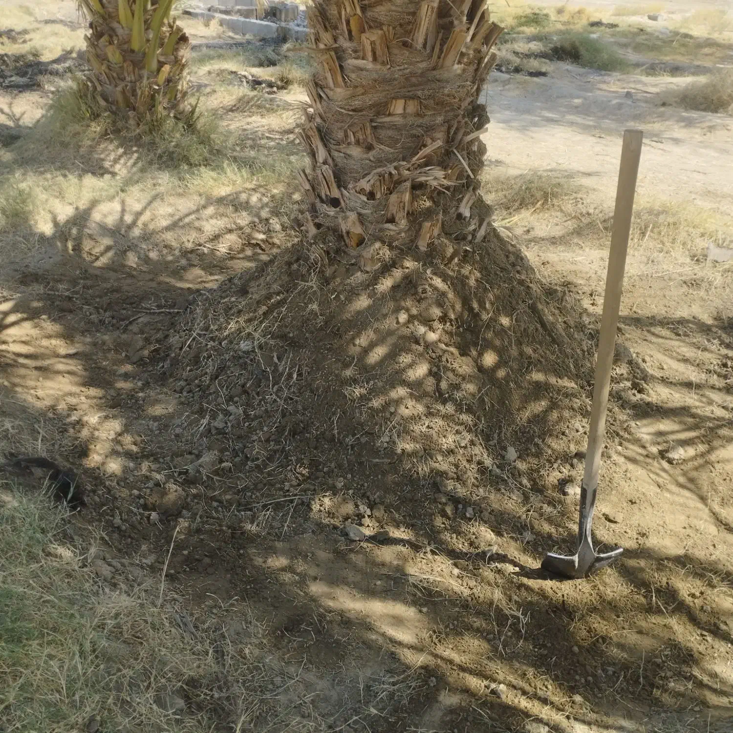 فروش 30عددگوک ربی|گل و گیاه طبیعی|ایرانشهر, |دیوار